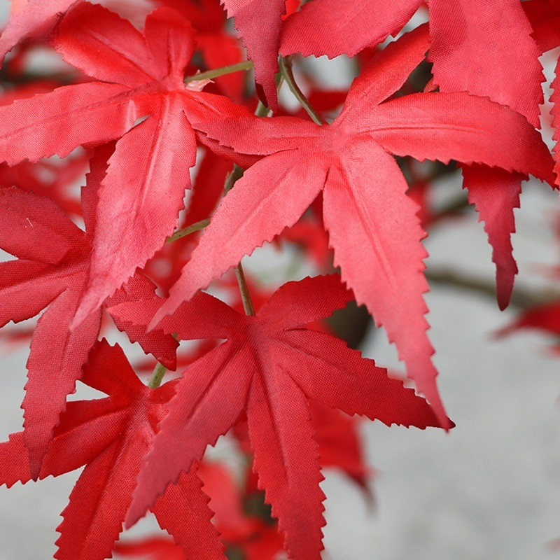 Red maple tree floor-to-ceilin - đánh giá và giá Gardening Hand Tools Japanese