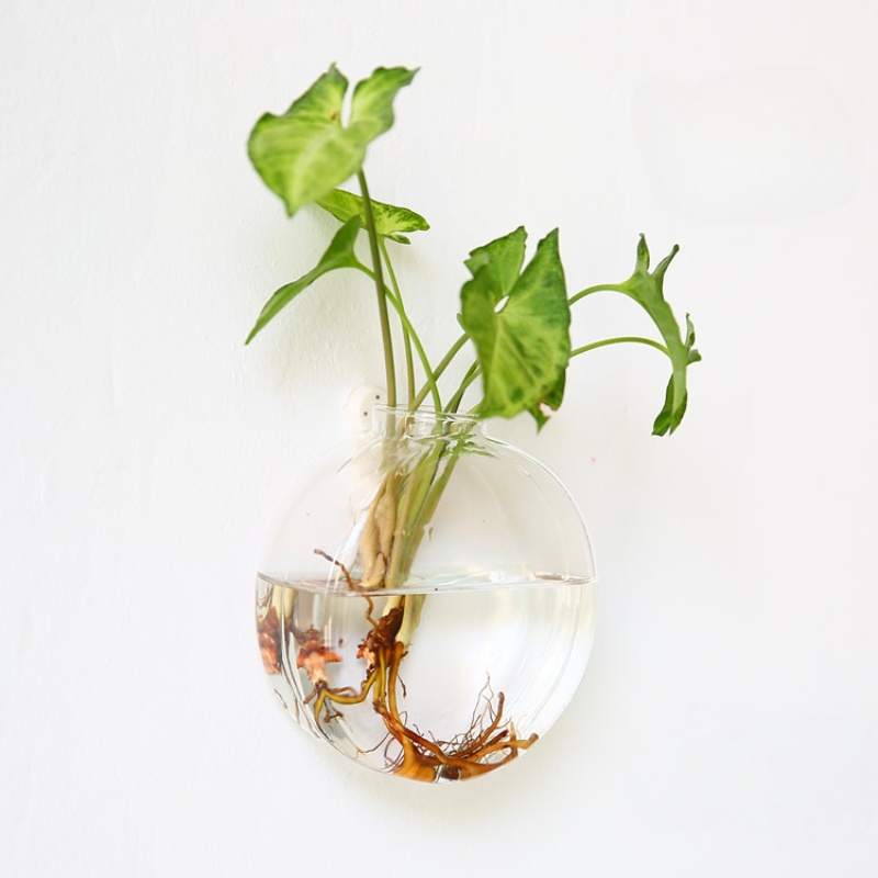 Wall Hanging Glass Terrarium - - đánh giá và giá Self-Watering Planter